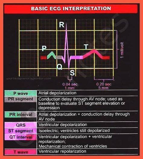 Electrocardiogram Ecg Howmed Nurse Nursing Mnemonics Paramedic | Hot Sex Picture