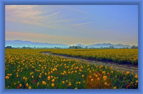 Daffodil Fields, Skagit Valley, Washington, State - a photo on Flickriver