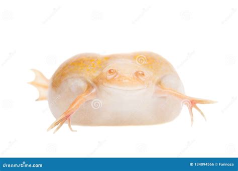 Albino African Clawed Frog On White Background Stock Photo - Image of ugly, apnea: 134094566