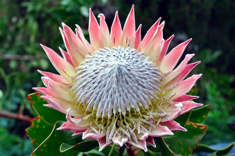 King Protea, South Africa`s National Flower Stock Photo - Image of flowering, garden: 128504886