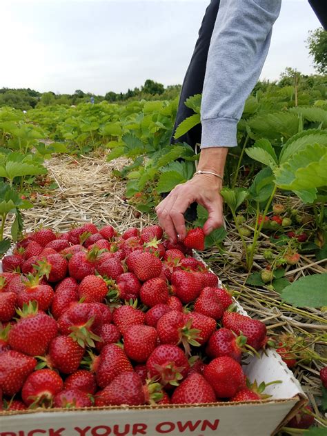 Sweet Berry Farm enters 39th Strawberry Season, pick-your-own begins on ...