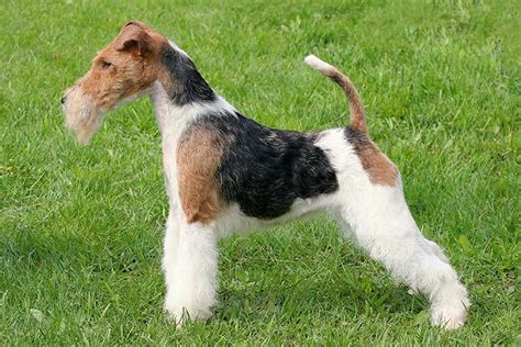 Wire Fox Terrier Dog Breed Information