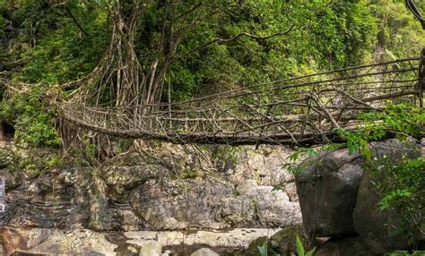 Double Decker Living Root Bridge in Cherrapunji | MakeMyTrip Blog