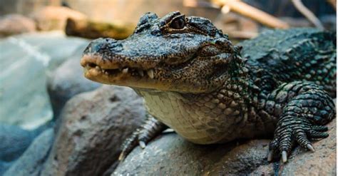 Alligator Teeth: Everything You Need to Know - A-Z Animals