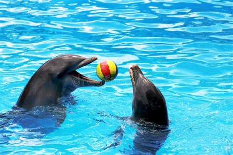 Dolphins playing ball stock photo. Image of bottle, mammal - 62117334