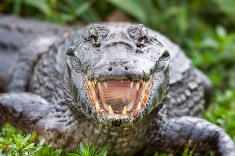 Palo Verde National Park Boat Tour | Nacho Tours