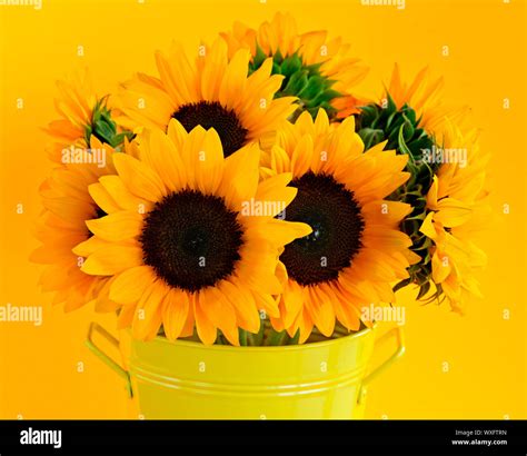 Tin sunflowers hi-res stock photography and images - Alamy