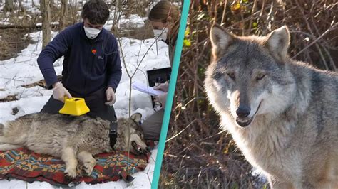 Mutant wolves from Chernobyl have started developing cancer-resilient ...