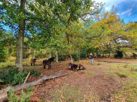 Burnham Beeches walks - England's Top Ancient Woodland!