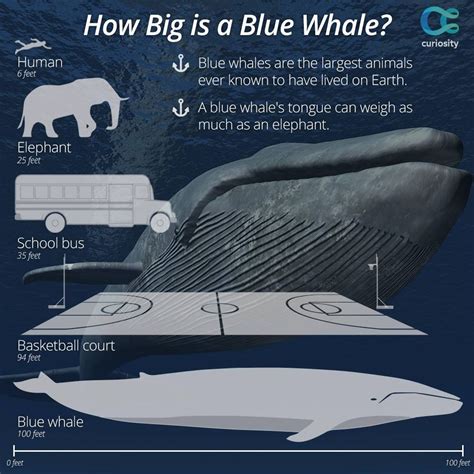 The blue whale is not only the largest animal to have ever existed on ...