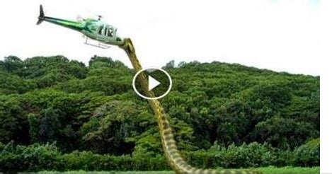 SHOCKING VIDEO: OMG Watch How Anaconda Snake Attack US Presidential Helicopter Today In Washington