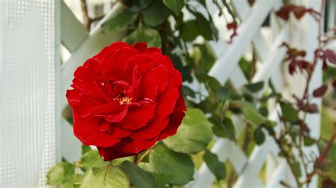 How to Grow Climbing Roses on a Trellis - A-Z Animals