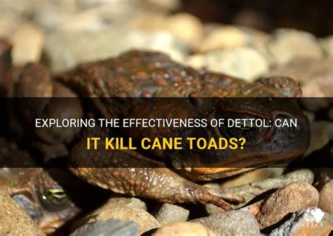 Exploring The Effectiveness Of Dettol: Can It Kill Cane Toads? | PetShun