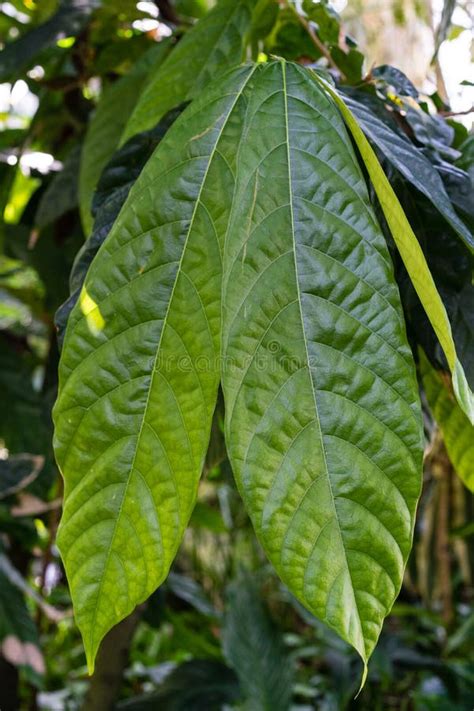 Cacao Tree with Leaves, Theobroma Cacao Malvaceae from South America ...