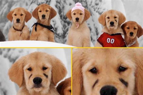 The Insane Story Behind Disney's 'Snow Buddies,' The Movie That Killed 5 Puppies | Complex