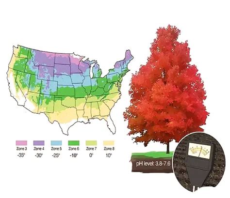 Red Maple Tree - Forestry.com