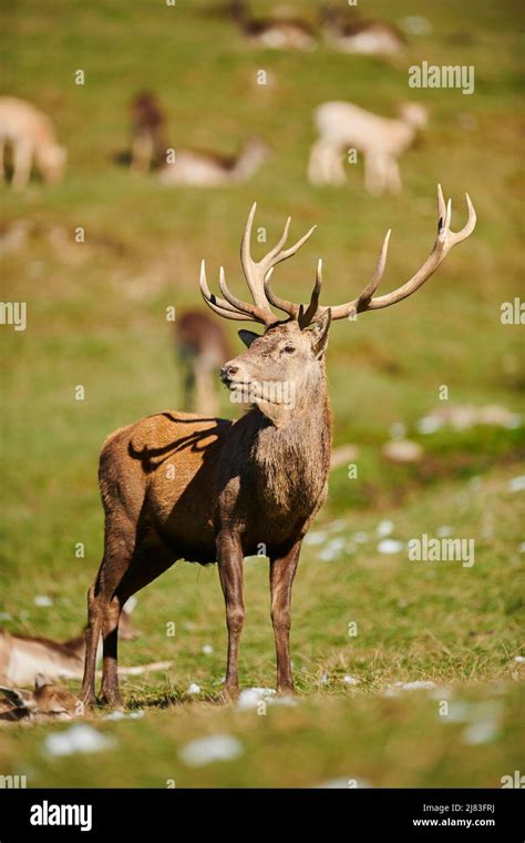 Red deer (Cervus elaphus) stag in the alps, Wildlife Park Aurach ...