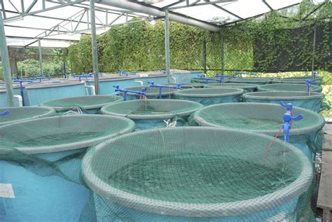 Aquaponic Fish Farmer | Backyard aquaponics, Aquaponics system, Aquaponics