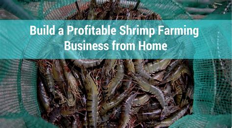 Build a Profitable Shrimp Farming Business from Home | WorldWide ...