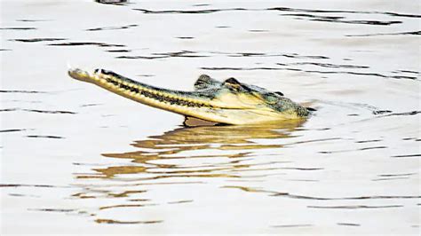 Ganges River Crocodiles