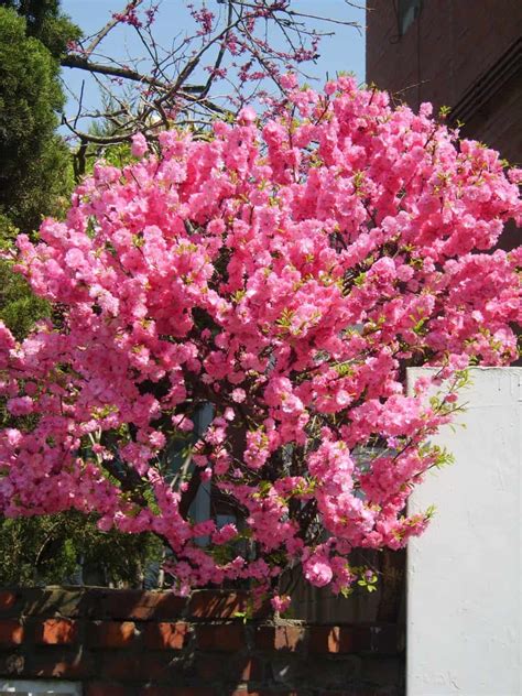 21 Flowering Trees For Arizona - ProGardenTips