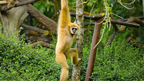 Lar Gibbon. Lar Gibbon, Also Known As A White-Handed Gibbon, Relaxing In A Tree At The Toronto ...