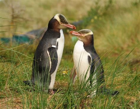 Yellow Eyed Penguin | The Biggest Animals Kingdom