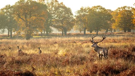 Richmond Park , London , UK, United Kingdom