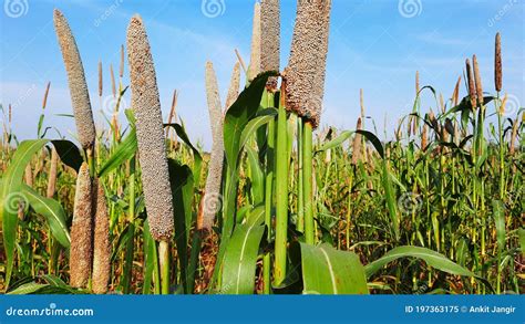 Pearl Millet or Bajra Green Plant in a Farm of India Stock Image ...