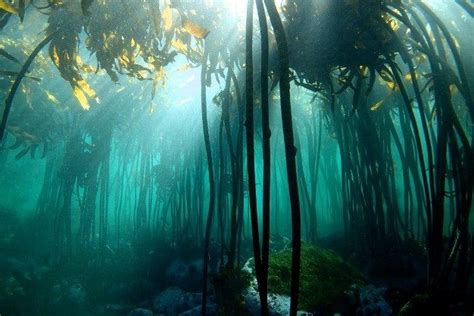 Underwater kelp forests in the ocean around Cape Town | Underwater photography, Underwater ...