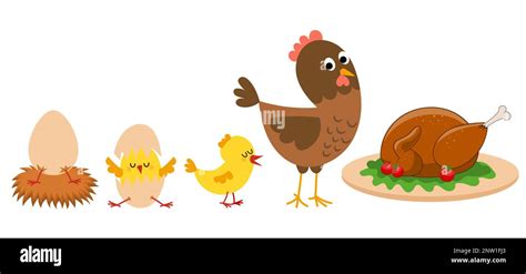 Hatching and growing process of chicken. Stages of chicken growth from ...