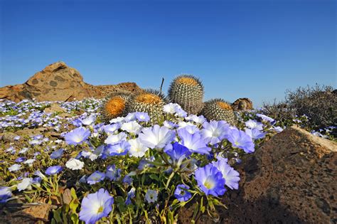 Desert Flowers Wallpapers - 4k, HD Desert Flowers Backgrounds on WallpaperBat