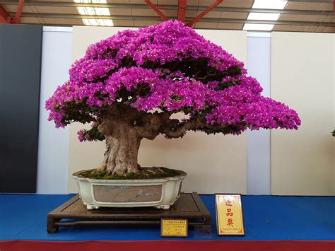 Hoa giấy bonsai cực đẹp: giá bán, ý nghĩa, các dáng, cách chăm