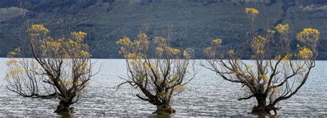 Spindly Trees Growing in Water Stock Photo - Image of landscape, yellow ...