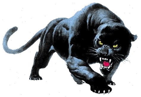 Panthers: Animated Images, Gifs, Pictures & Animations - 100% FREE!