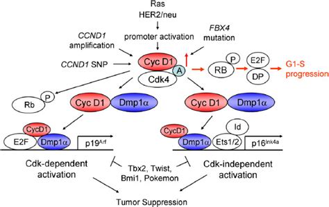 Aberrant Expression of Cyclin D1 in Cancer - Kazushi Inoue, Elizabeth A ...