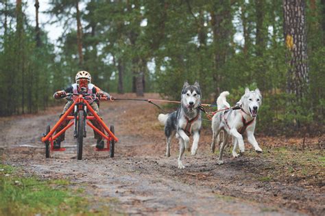 How to Start Dog Mushing – Pets For Children