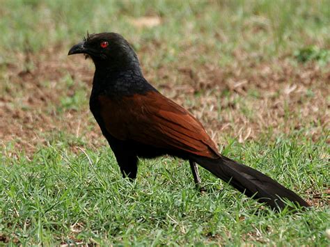 Cuculiformes - Cuckoos, Hoatzins, Turacos Photo Gallery | Wildlife Journal Junior