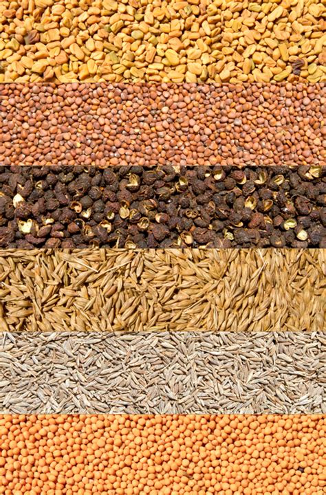 Background of different kinds of grains close up - PHOTOBER - Free Photos Free Images for all