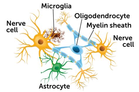 Glial cells may take on big jobs in unexpected parts of the body