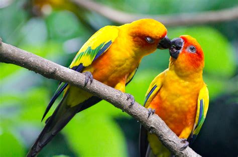 Cute Love Bird Colorful ( Parrot ) Images HD Wallpapers