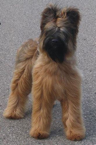 Briard Dog Info, Temperament, Care, Training, Puppies, Pictures