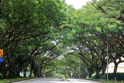 A History of Singapore in 7 Trees. Yes, Trees.