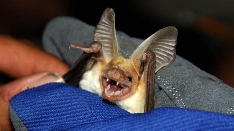 Holy bat sounds! Unusual library will help scientists track bat species - Los Angeles Times