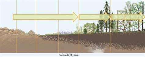 Primary Succession Diagram | Quizlet