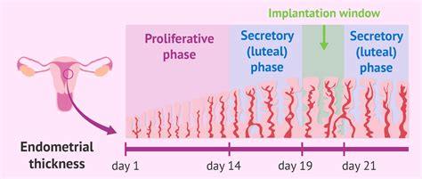 Phases of endometrial growth