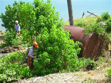 Invasive Plant Management Plan & Programs | Invasive Species Control ...