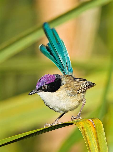 Purple-crowned Fairy-wren | David Bettini