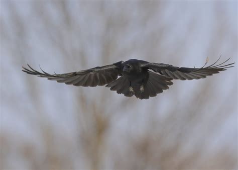 Crow Patrol: Crows in flight! - Winter Crow Roost