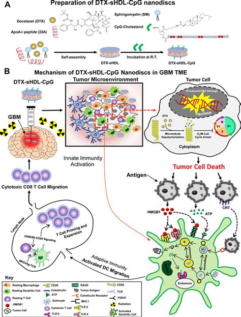 Immune mediated anti-glioma mechanism of docetaxel-loaded CpG-sHDL ...